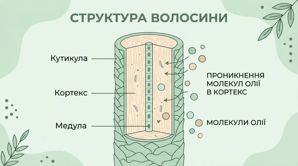 схема проникнення олії авокадо в кутикулу та кортекс волосся